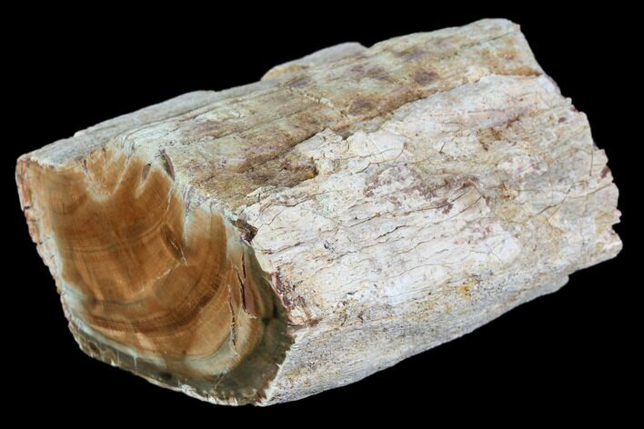 Polished Petrified Wood Limb - Madagascar #105076